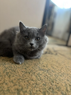 Vând pui British Shorthair  - imagine 3