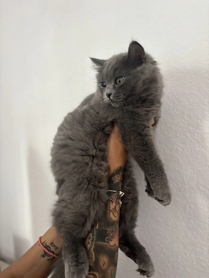 Vând pui British Shorthair  - imagine 5