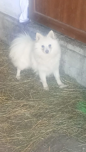 pomeranian spitz - imagine 5