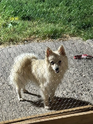 pomeranian spitz - imagine 4