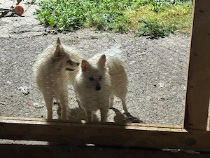 pomeranian spitz - imagine 2