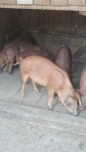 Purcei duroc 