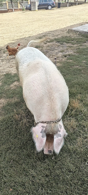 Vând porc 