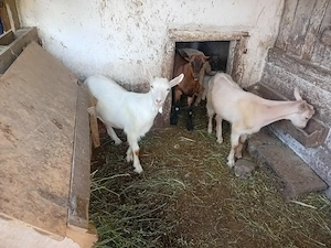 Iedute de vanzare