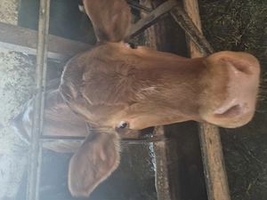 Vitea de 13 luni Limousin - imagine 2