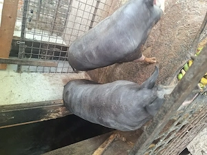 Vând porci petran rasă de carne crescuți natural 