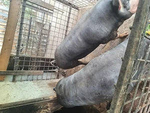 Vând porci petran rasă de carne crescuți natural  - imagine 5