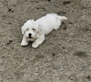 Bichon de vânzare  - imagine 2