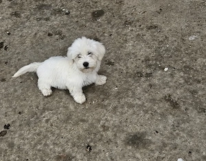 Bichon de vânzare 