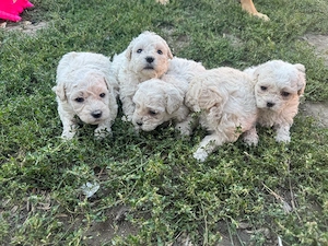 Pui de Bichon   5 băieței disponibili din 10 Septembrie    - imagine 2