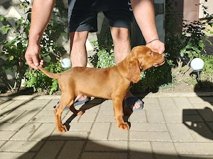 Vizsla viszla vijla Maghiar  - imagine 2