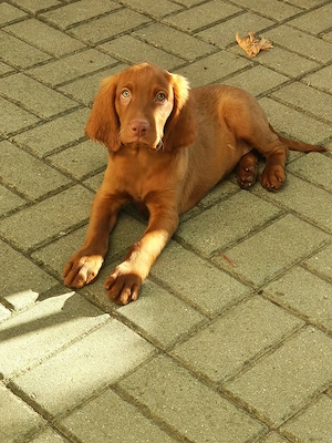 Vizsla viszla vijla Maghiar  - imagine 3