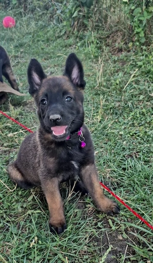Ciobănesc Belgian Malinois cu Certificat PEDIGREE  - imagine 3