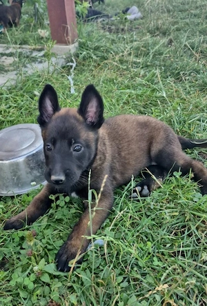 Ciobănesc Belgian Malinois cu Certificat PEDIGREE  - imagine 5