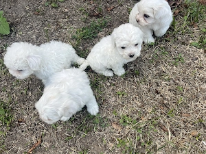 Cățelușe Bichon Maltez de vânzare - imagine 3