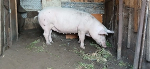 Vând Purcea rasă Marele alb