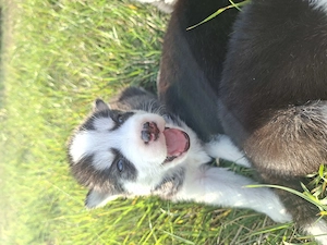 Vand Husky  Siberian  - imagine 3
