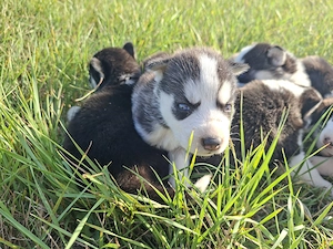 Vand Husky  Siberian  - imagine 2