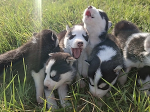Vand Husky  Siberian  - imagine 5