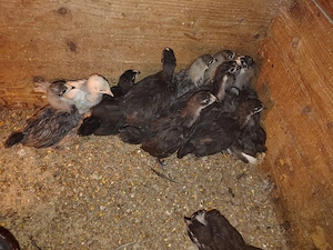 Pui australorp negru  si albastruvaccinati si imunizati - imagine 2