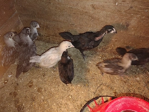 Pui australorp negru  si albastruvaccinati si imunizati
