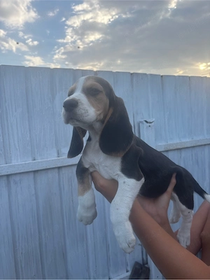 Cățelusi beagle tricolor! - imagine 2