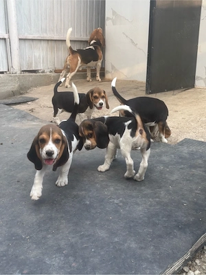 Cățelusi beagle tricolor! - imagine 5