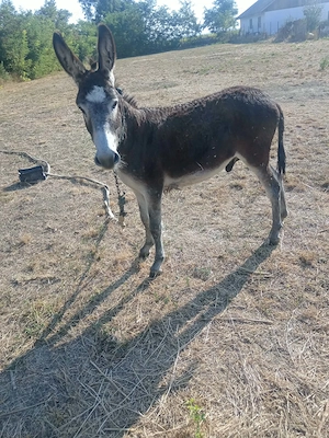 Magar de vanzare 