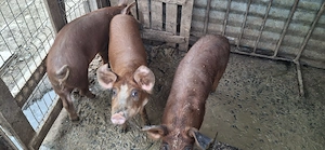 Vând grăsuni duroc 