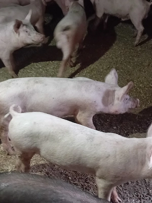 porci de vanzare - imagine 5