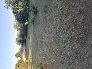 Teren Comuna Frumusani