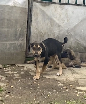 Donez cinci cățeluși 