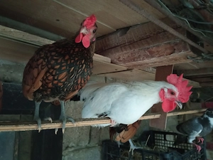 Vând cocoși Sebright și Chabo