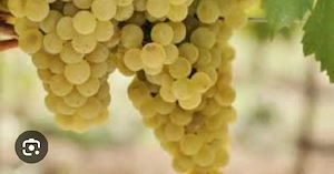 Struguri de vin 