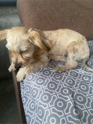 vand bichon  - imagine 3