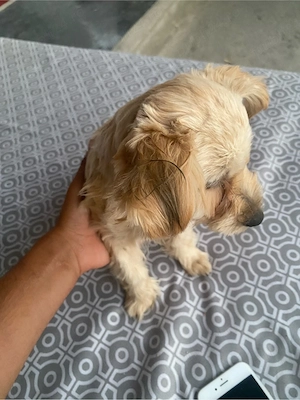 vand bichon 
