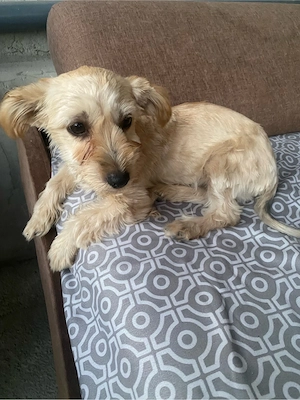 vand bichon  - imagine 2