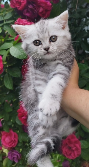 British shorthair pui superbi 