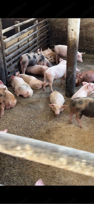 purcei si porci - imagine 3