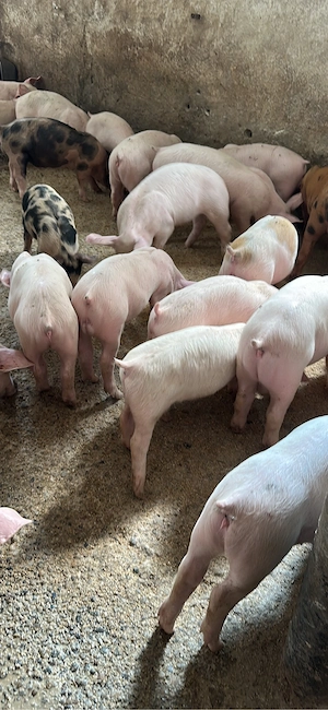 purcei si porci - imagine 4