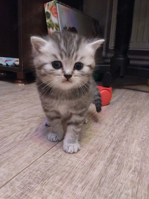 British shorthair pisoiași 