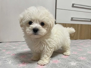 Bichon toy puiuți 