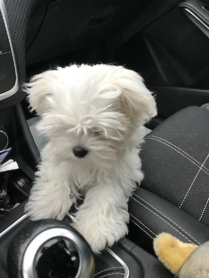 Bichon toy puiuți