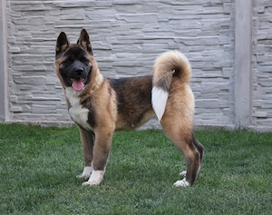 Akita american rasa pura 