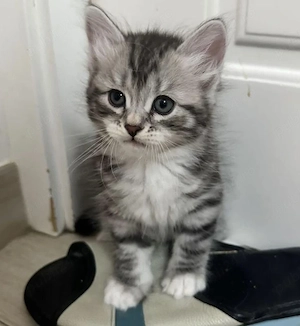 American shorthair 