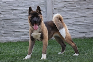 Akita american rasa pura  - imagine 3
