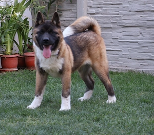 Akita american rasa pura  - imagine 4