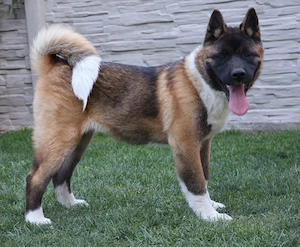 Akita american rasa pura  - imagine 2