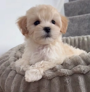 Maltipoo pui superbi