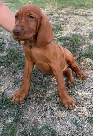 Căţeluşi "Vizsla maghiar "  8 saptamani!